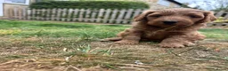 Cockapoo dogs for sale: Gorgeous Cockapoo Puppies  - Advert 2