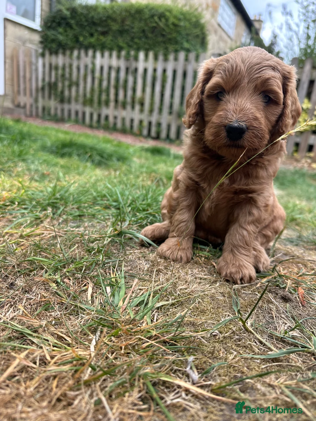 Cockapoo dogs for sale: Gorgeous Cockapoo Puppies  - Advert 2
