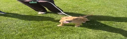 Golden Retriever dogs for sale: Male Golden Retriever 11 Months Old - Advert 3