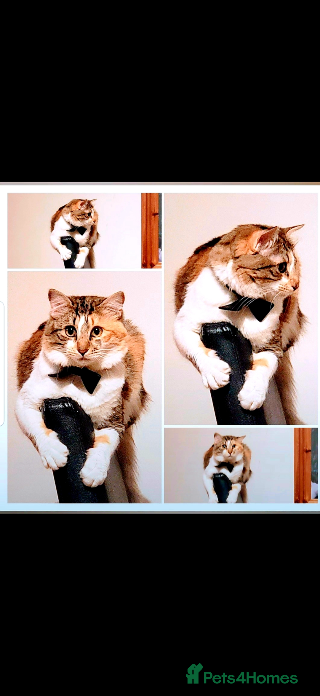 Mixed Breed cats for sale: Boy cat up for adoption - Advert 20