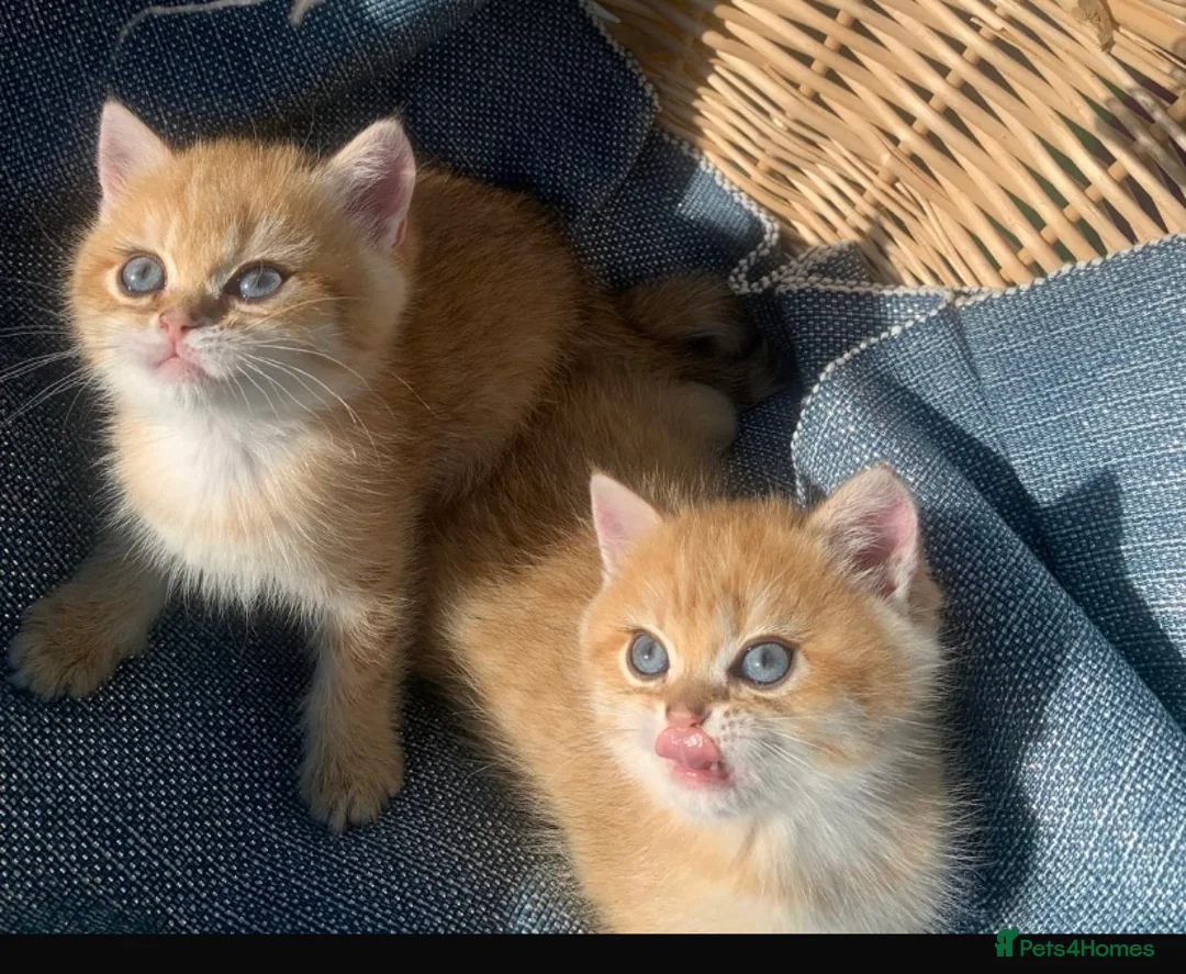 British Shorthair cats for sale: GCCFreg shampion parents  BSH  golden chinchilla   - Advert 12