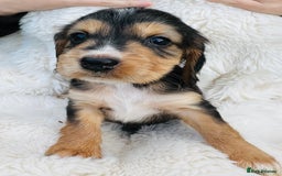 Cocker Spaniel dogs for sale: Gorgeous show type cocker spaniels - Image 21