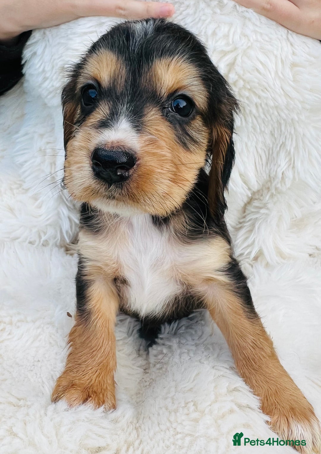 Cocker Spaniel dogs for sale: Gorgeous show type cocker spaniels - Image 21