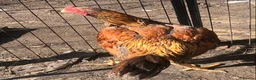 Chickens poultry for sale: Aseel Cockerel hatched October 2025 - Advert 2