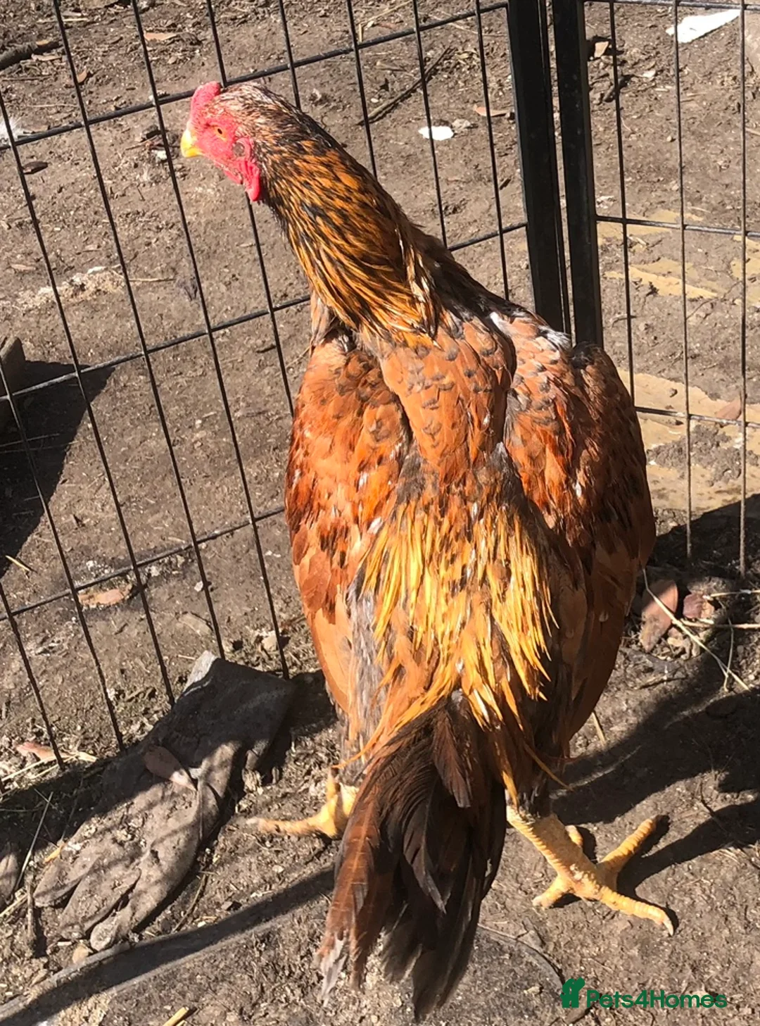 Chickens poultry for sale: Aseel Cockerel hatched October 2025 - Advert 2