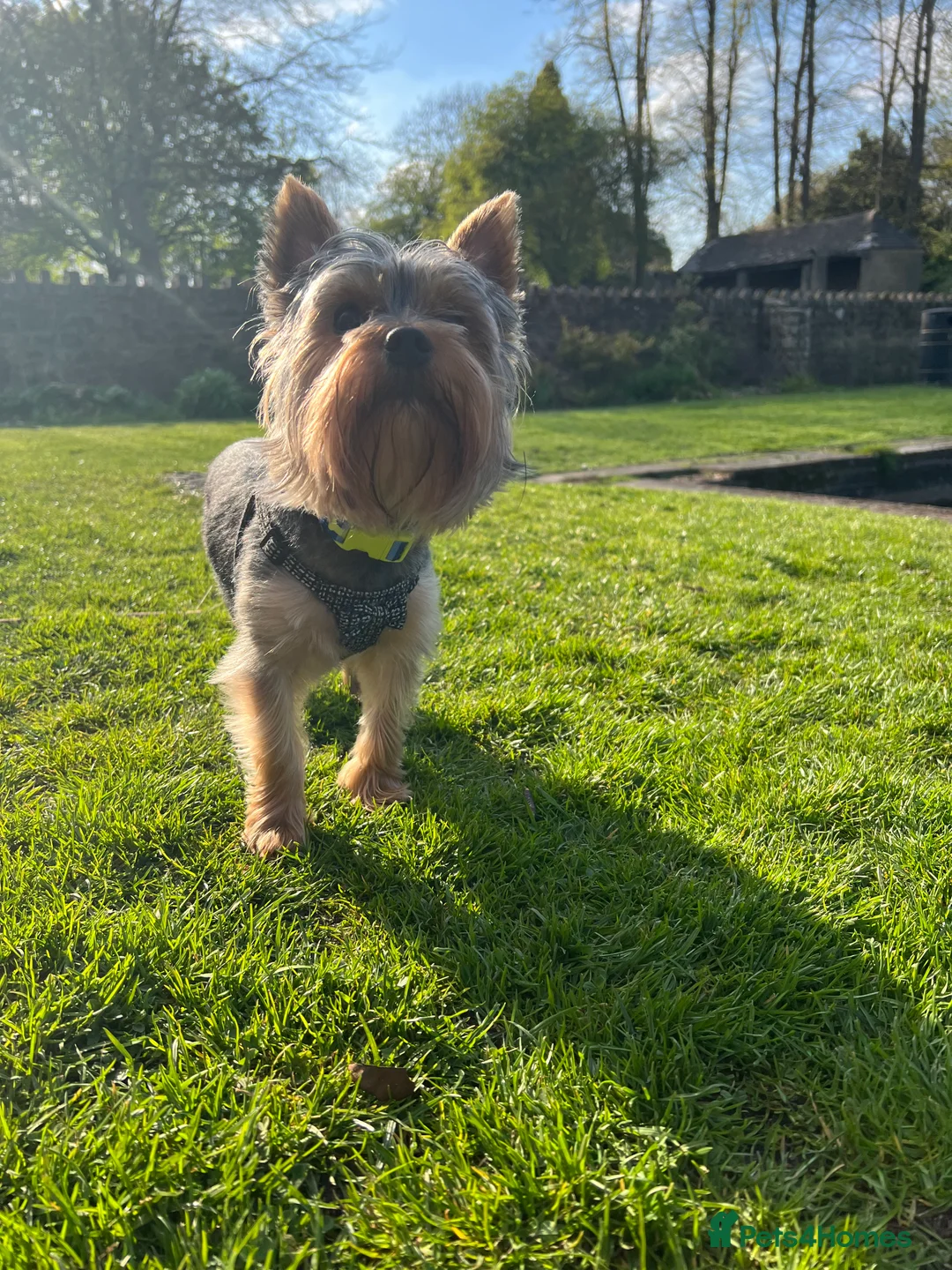 Yorkshire Terrier dogs for stud: CUTEST TINY BOY FOR STUD in Dudley - Advert 6