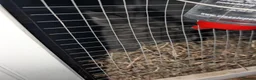 Dwarf Lop rabbits for sale: Two rabbits for sale - Advert 3