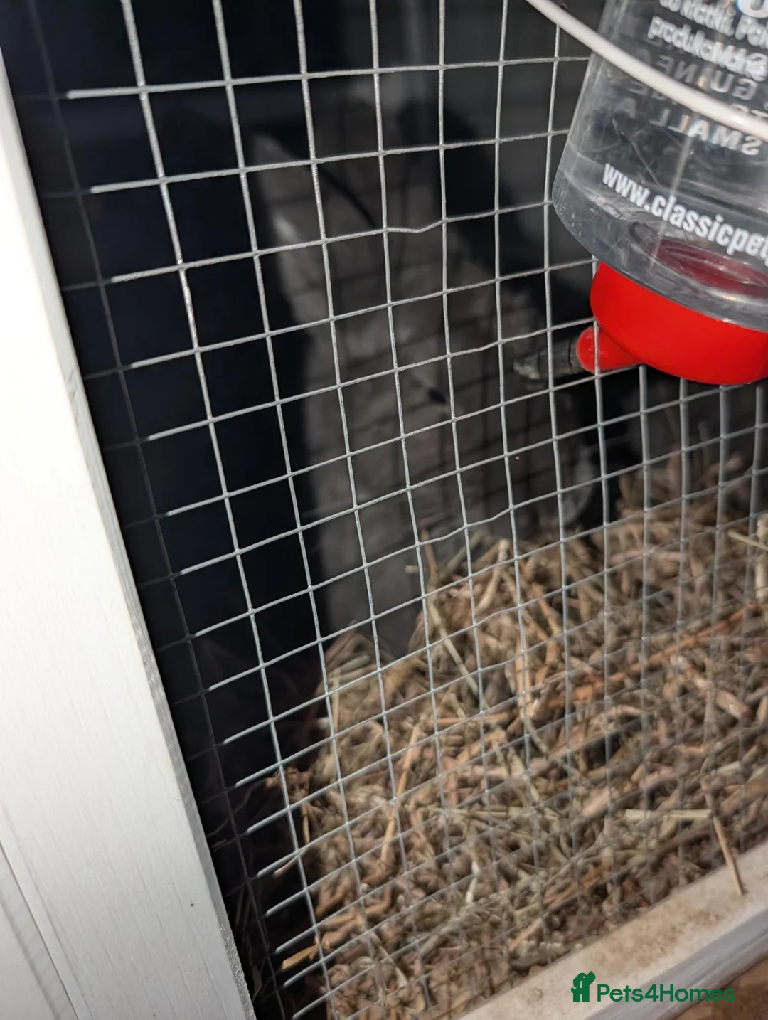Dwarf Lop rabbits for sale: Two rabbits for sale - Advert 3