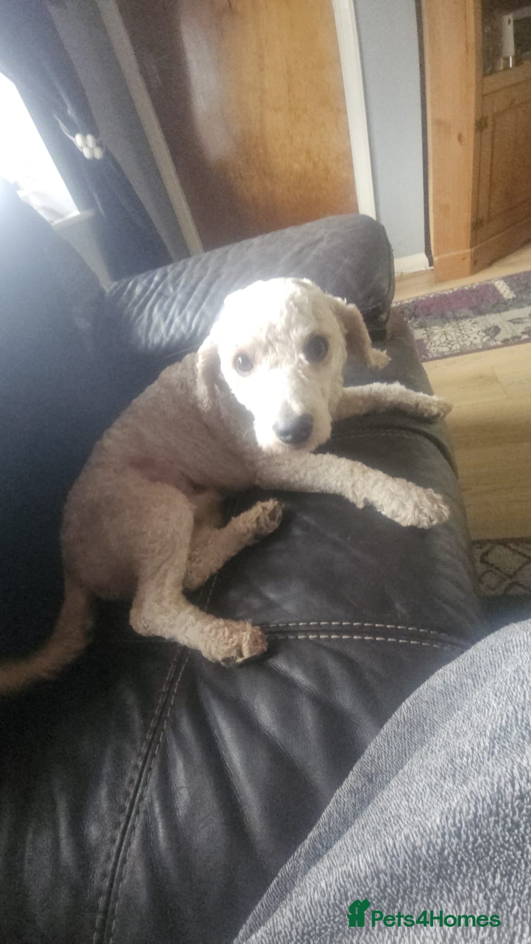 Cavapoochon dogs for sale: George 3 year old cavapoochon  - Image 5