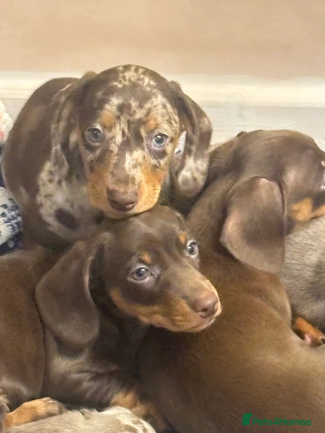 Miniature Dachshund dogs for sale: Stunning miniature dachshund puppies  - Advert 4