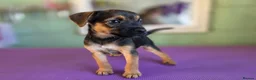 Mixed Breed dogs for sale: Jack Russel x Boarder Terrier  - Advert 5