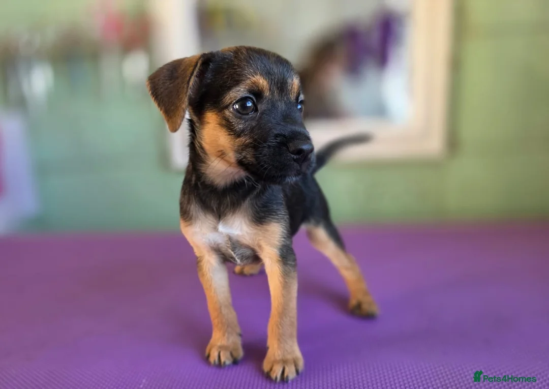Mixed Breed dogs for sale: Jack Russel x Boarder Terrier  - Advert 5