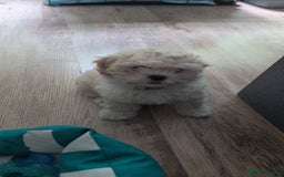 Shih Tzu dogs for sale: Beautiful Golden shih-tzu puppy - Image 10