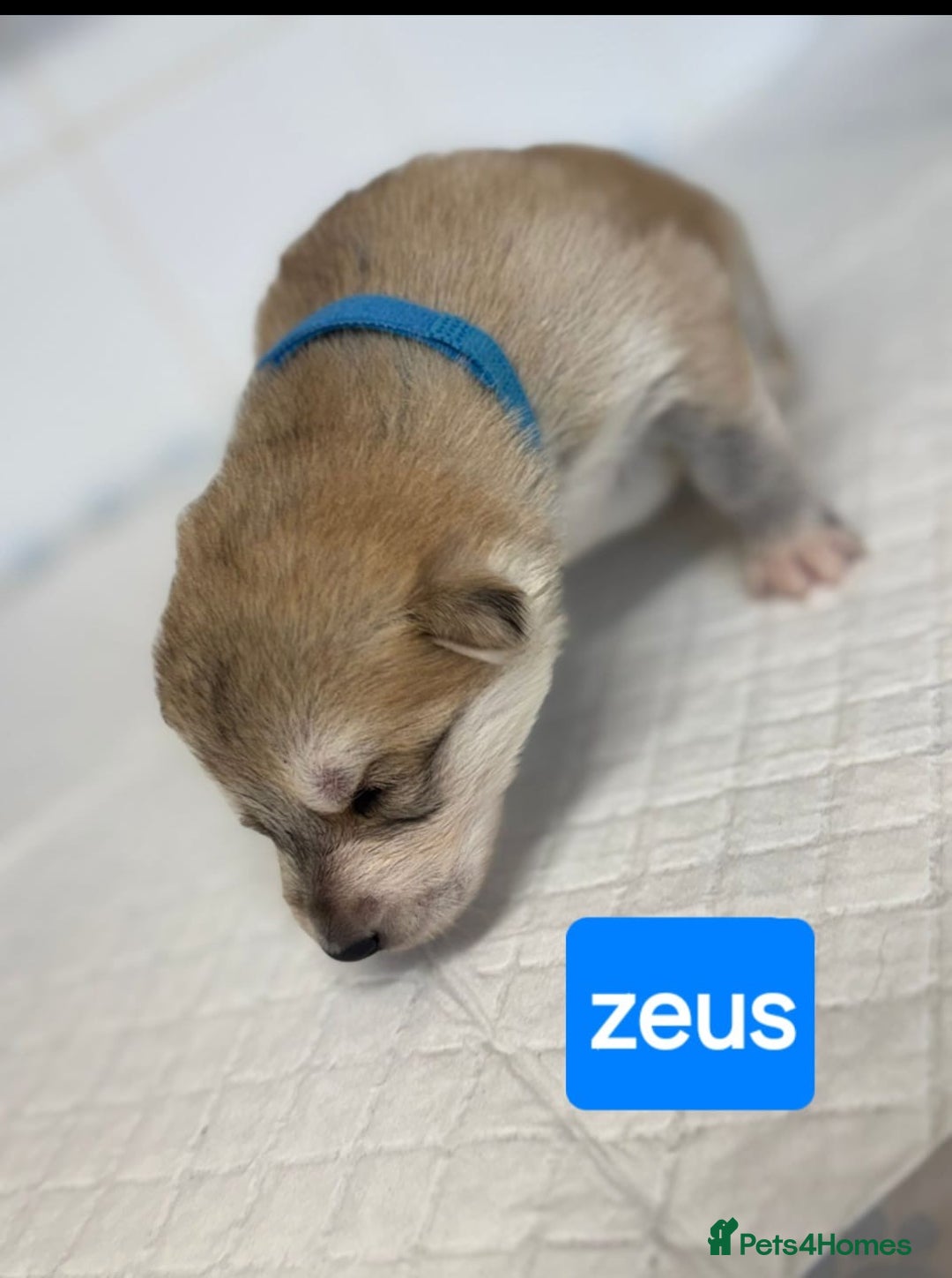 Shepsky dogs for sale: 7 beautiful Shepsky puppy’s available 🫶🏼 - Image 3