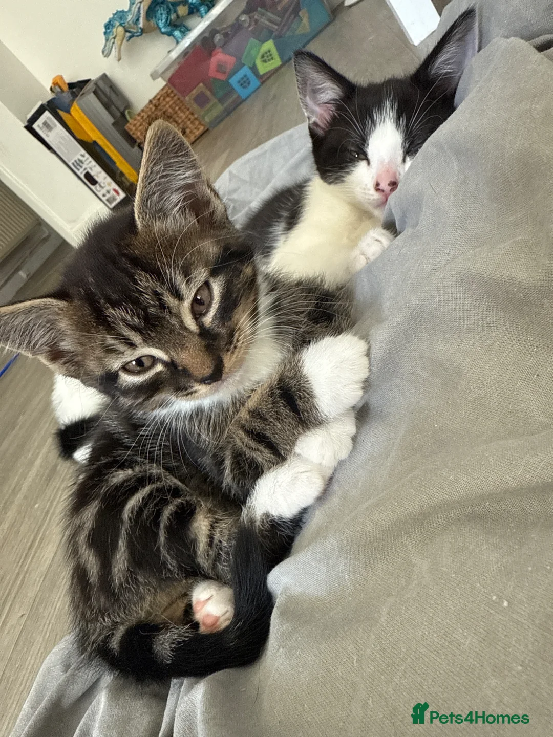 Mixed Breed cats for sale: 4 beautiful kittens looking for forever homes  - Advert 2