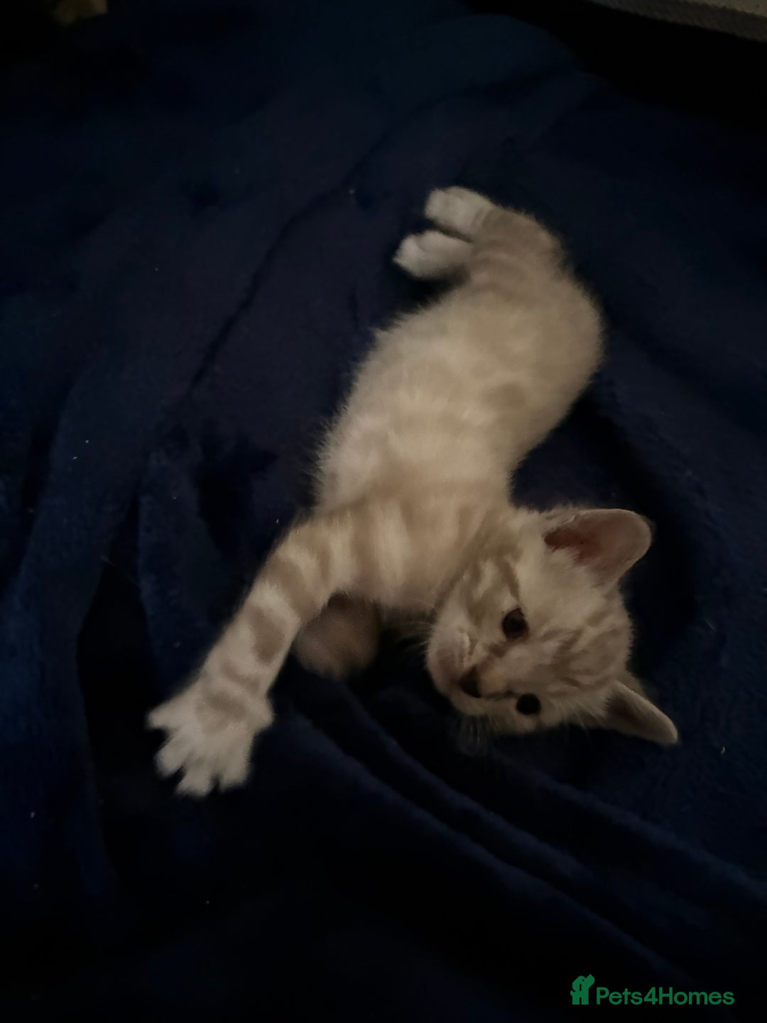 Bengal cats for stud: Snow bengal and Brown bengal for stud - Image 4