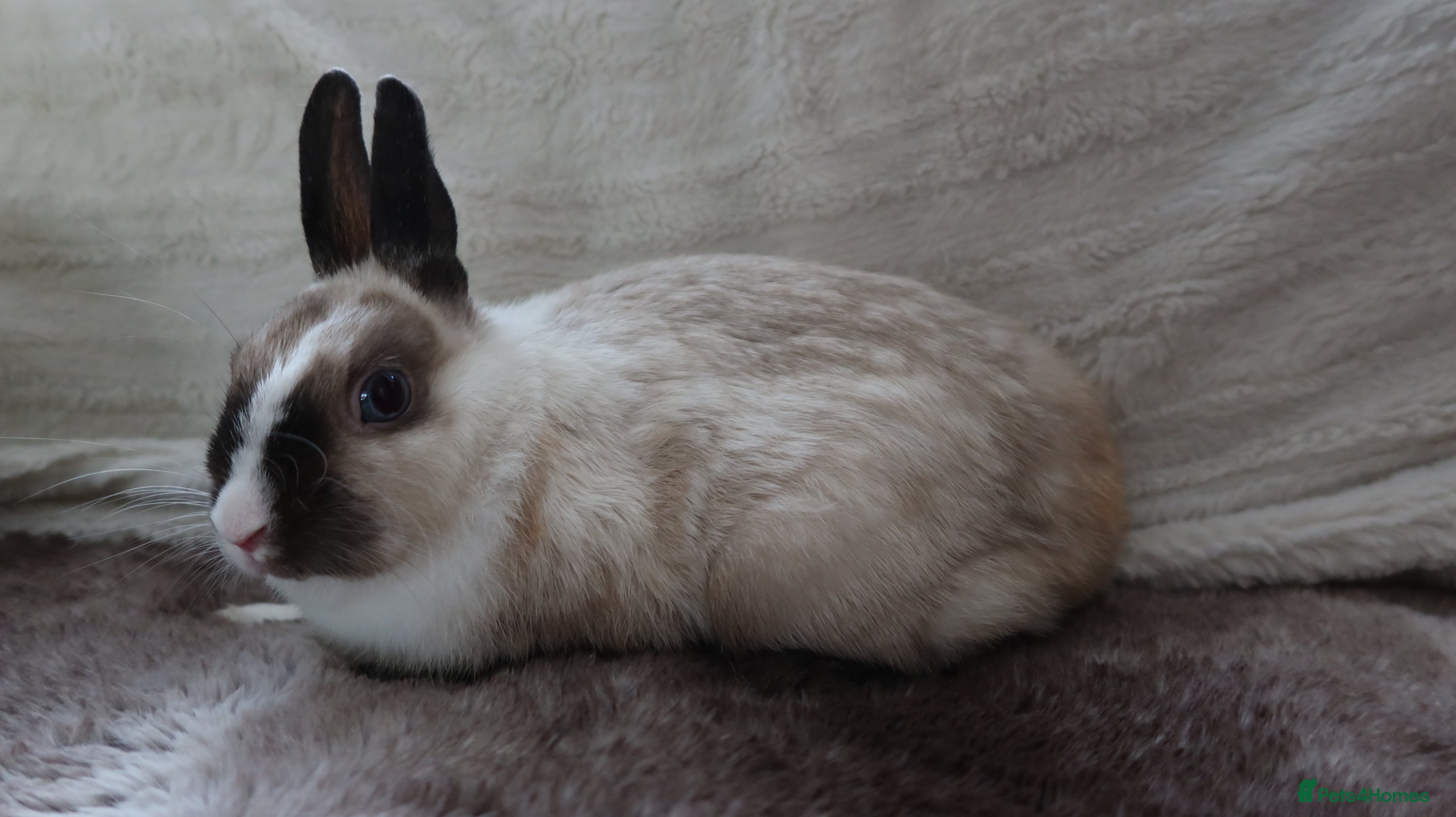 Netherland Dwarf rabbits Vienna Marked Dwarf Rabbit Doe - Advert 13