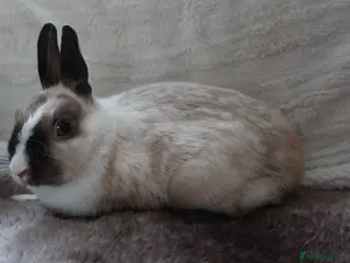 Netherland Dwarf rabbits Vienna Marked Dwarf Rabbit Doe - Advert 13