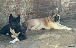Akita dogs for stud: Pasha The Akita for Stud - Image 6