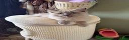Ragdoll cats for sale: Tica Registered Mink Ragdolls - Advert 4