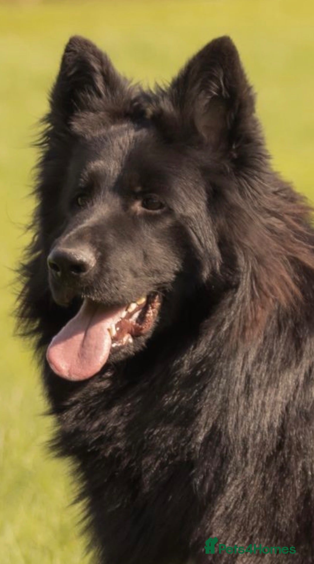 German Shepherd dogs Superb Long Coat Solid Black KC Reg  *STUD* - Advert 2