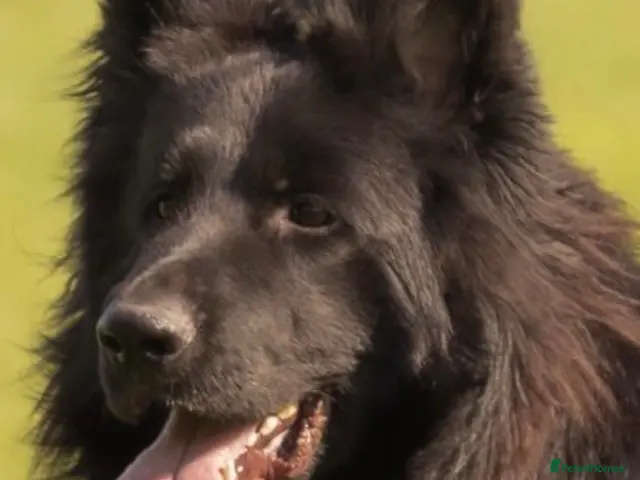 German Shepherd dogs for stud: Superb Long Coat Solid Black KC Reg *STUD* - Advert 2