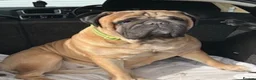 Bullmastiff dogs for sale: 6-year-old KC registered Bullmastiff girl. 💔 - Advert 4