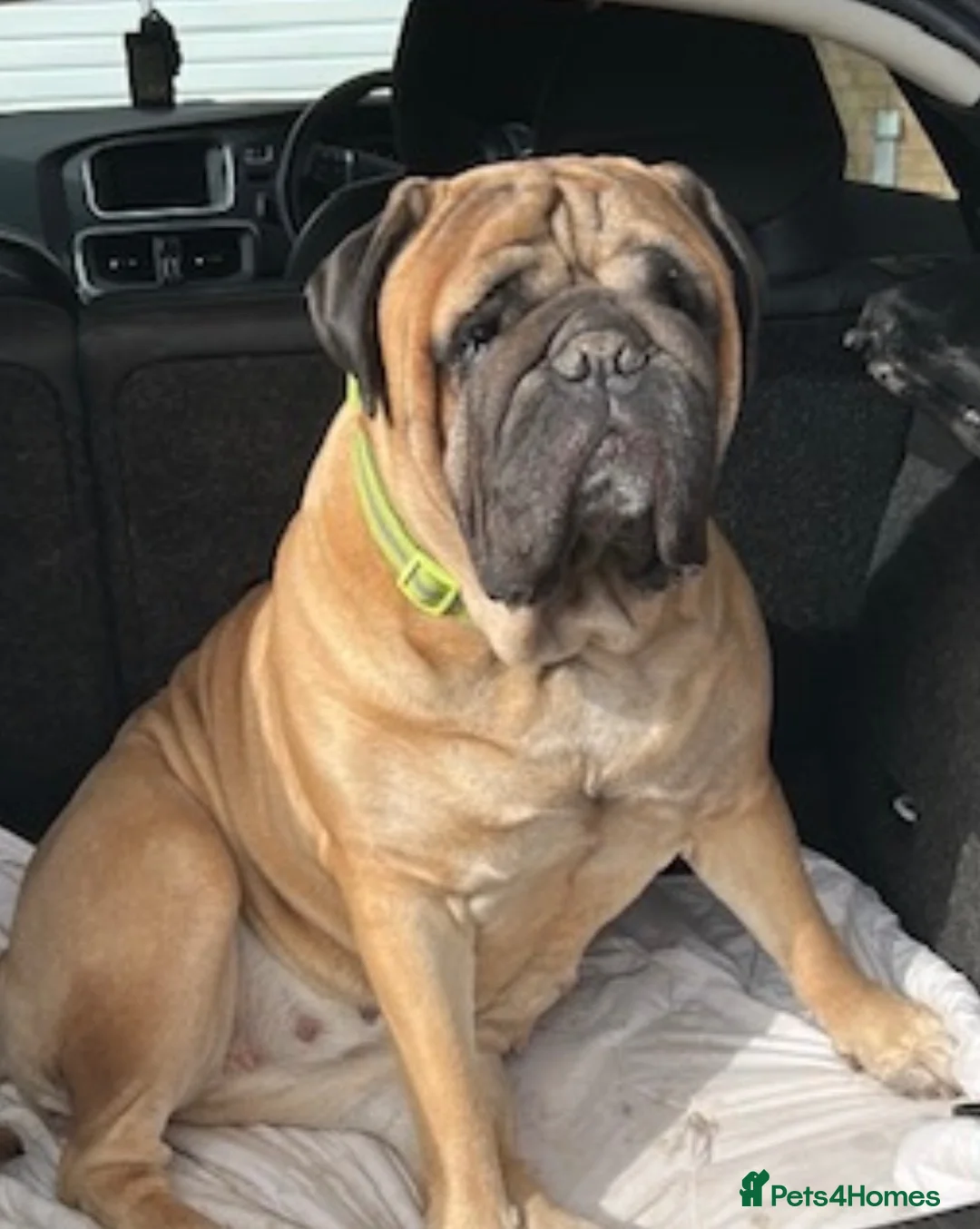 Bullmastiff dogs for sale: 6-year-old KC registered Bullmastiff girl. 💔 - Advert 4