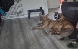 Mixed Breed dogs for sale: American Bulldog x Staffy for rehoming  - Image 4