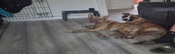 Mixed Breed dogs for sale: American Bulldog x Staffy for rehoming  - Advert 4