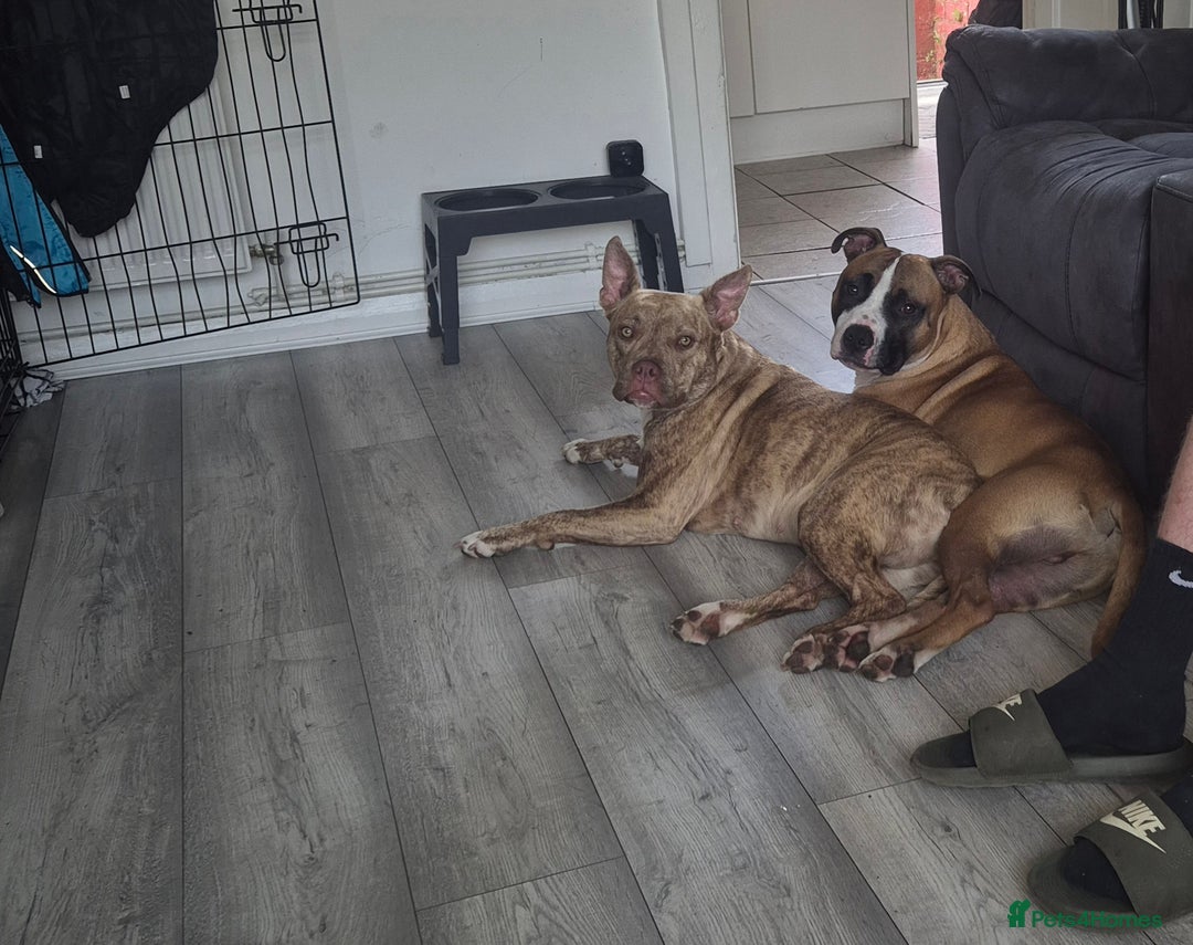 Mixed Breed dogs for sale: American Bulldog x Staffy for rehoming  - Image 4