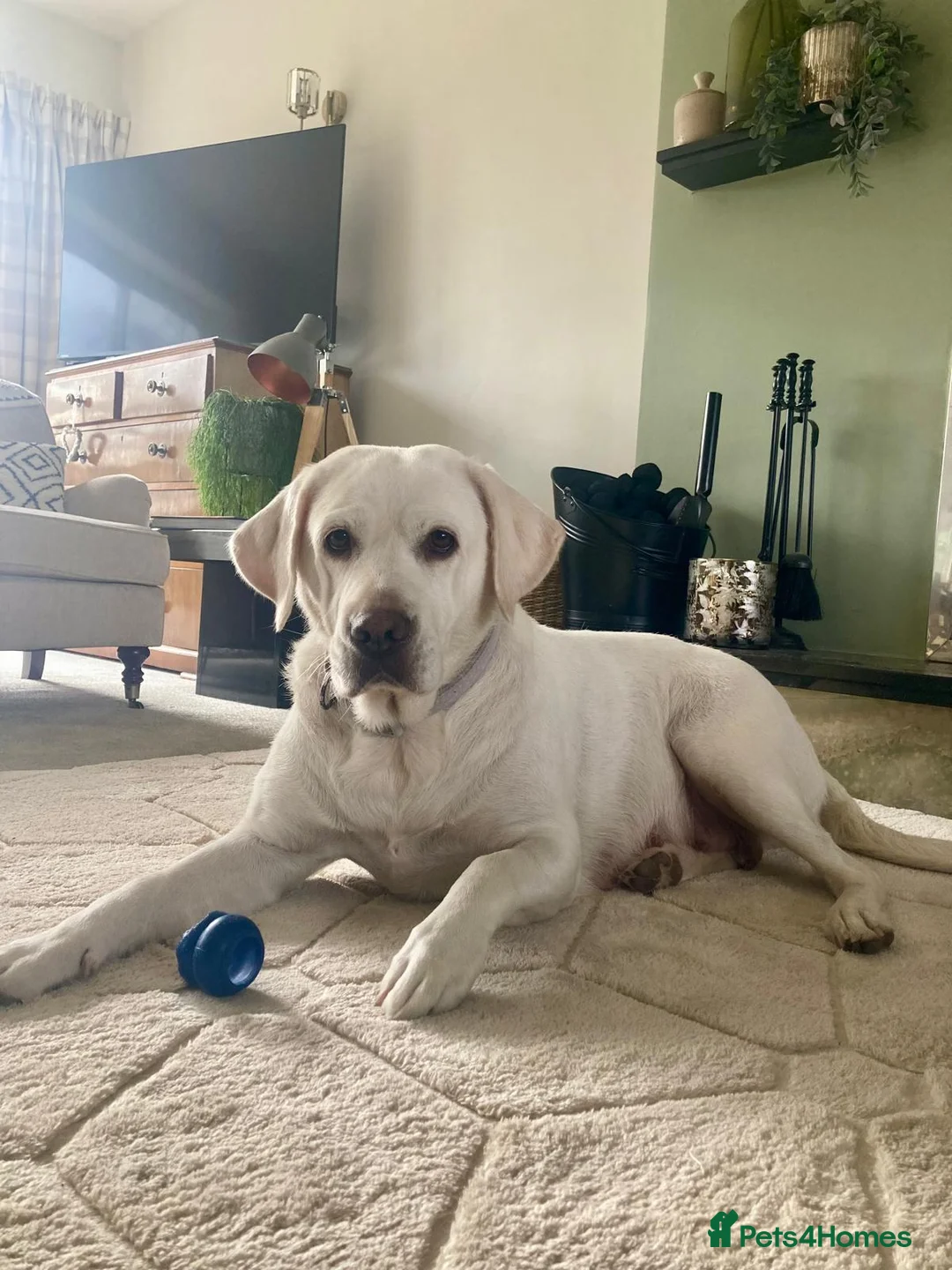 Labrador Retriever dogs for sale: 9 week old female labrador - Advert 3