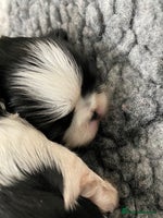 Shih Tzu dogs - Advert 6