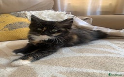 Mixed Breed cats for sale: Two girls and a boy Kuril bobtail mix - Image 12