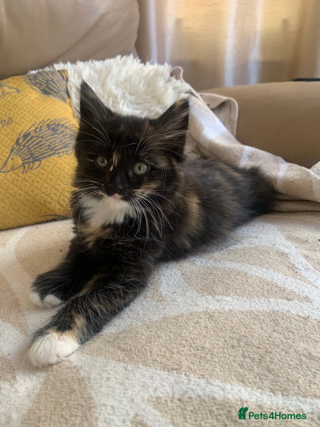 Mixed Breed cats for sale: Two girls and a boy Kuril bobtail mix - Image 12