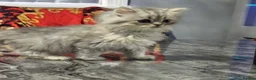 Persian cats for sale: Beautiful long haired Persian Kittens - Advert 18