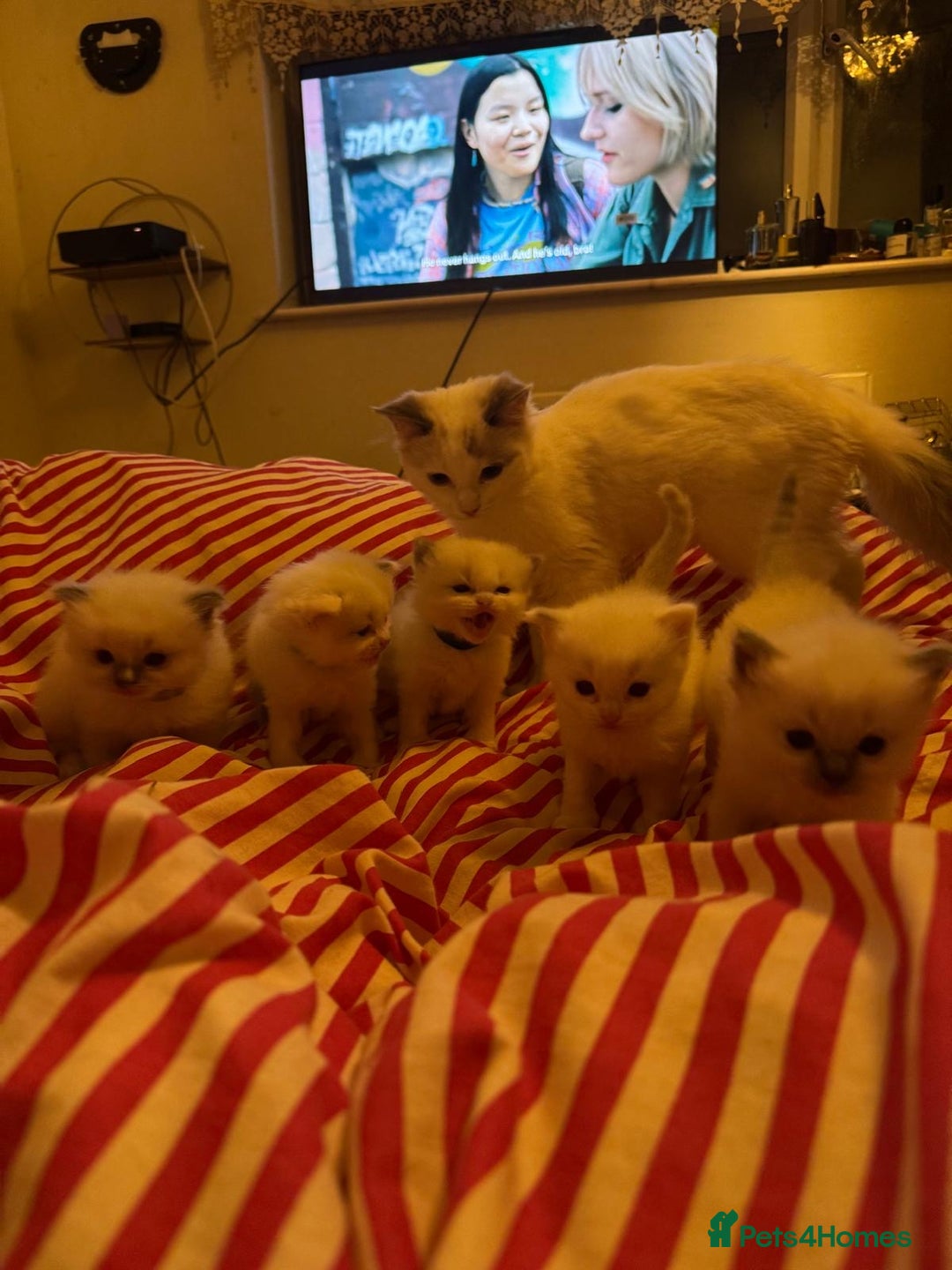 Ragdoll cats for sale: 1 Male kitten  - Image 17