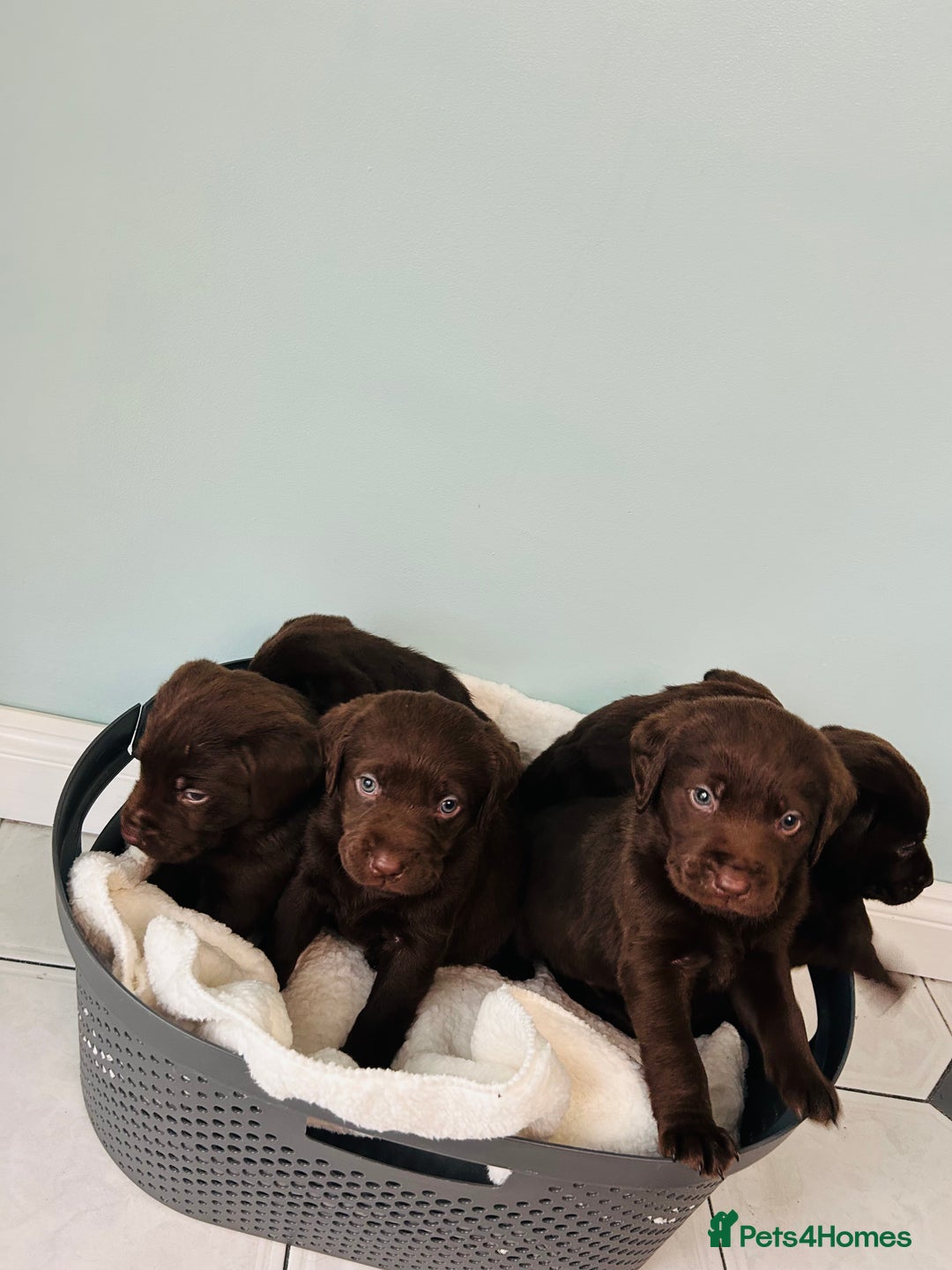 Labrador Retriever dogs for sale: Chunky chocolate Labrador puppies - Advert 5