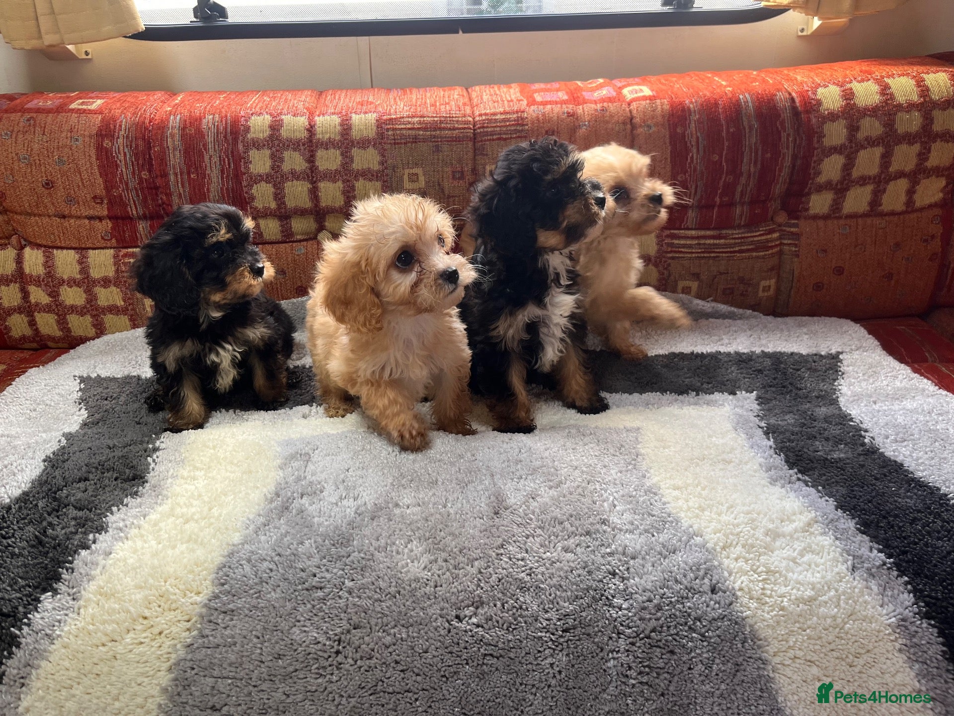 Cavalier King Charles Spaniel dogs Last 3 Adorable Cavalier x Miniature Poodle Pups - Advert 11