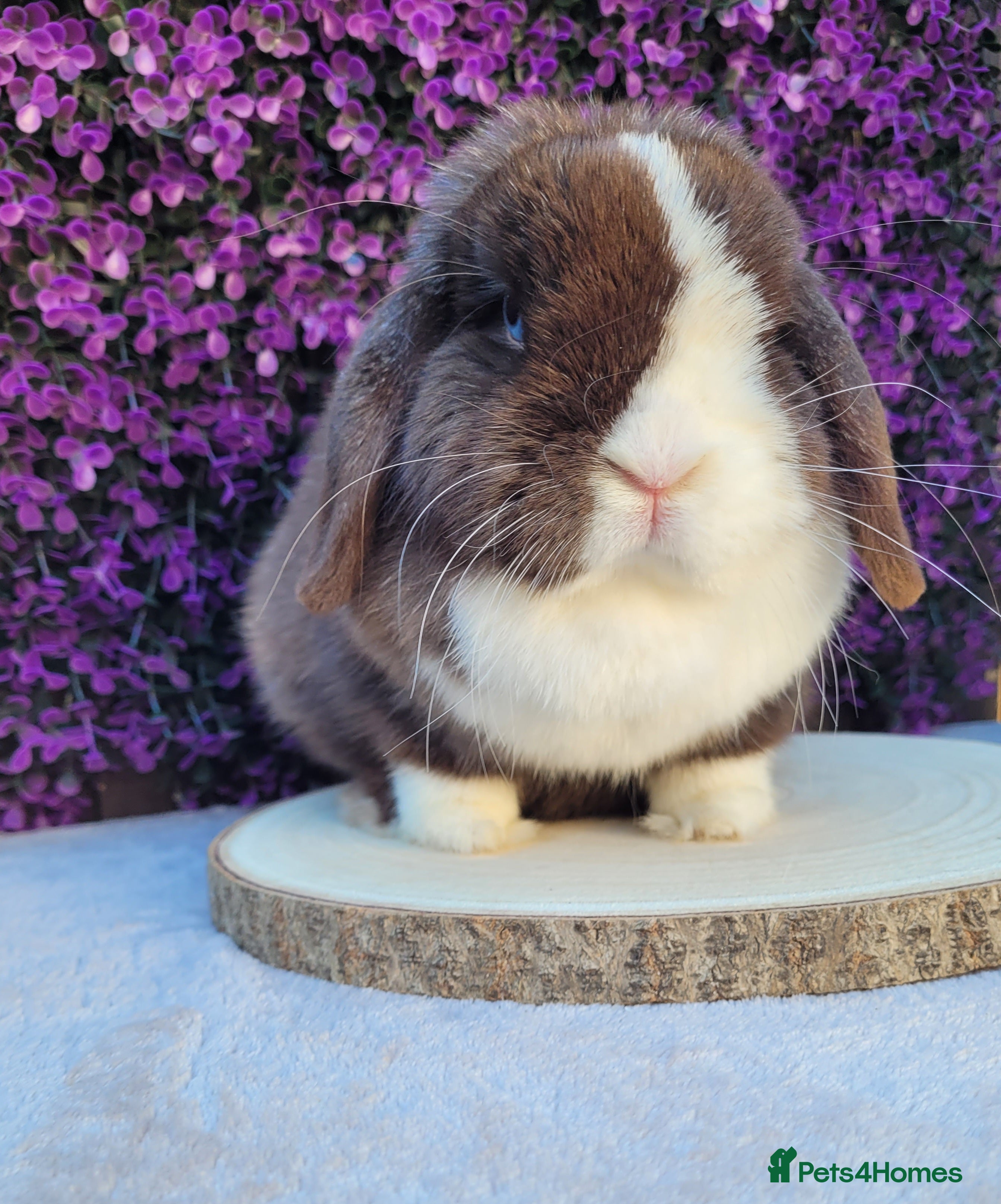 Mini Lop rabbits Beautiful Purebred Mini Lop Bunnies - Advert 8