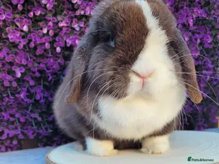 Mini Lop rabbits Beautiful Purebred Mini Lop Bunnies - Advert 12