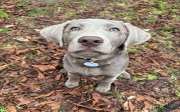 Labrador Retriever dogs for sale: Stunning Pure Pedigree silver labrador puppies  - Image 8