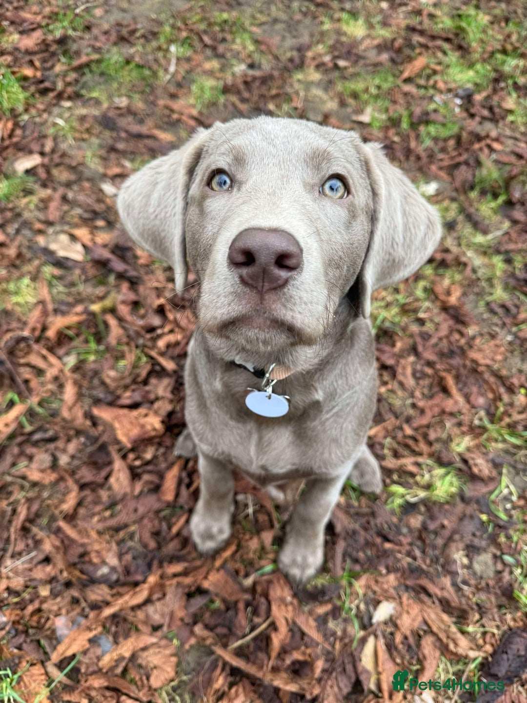 Labrador Retriever dogs for sale: Stunning Pure Pedigree silver labrador puppies  - Image 8