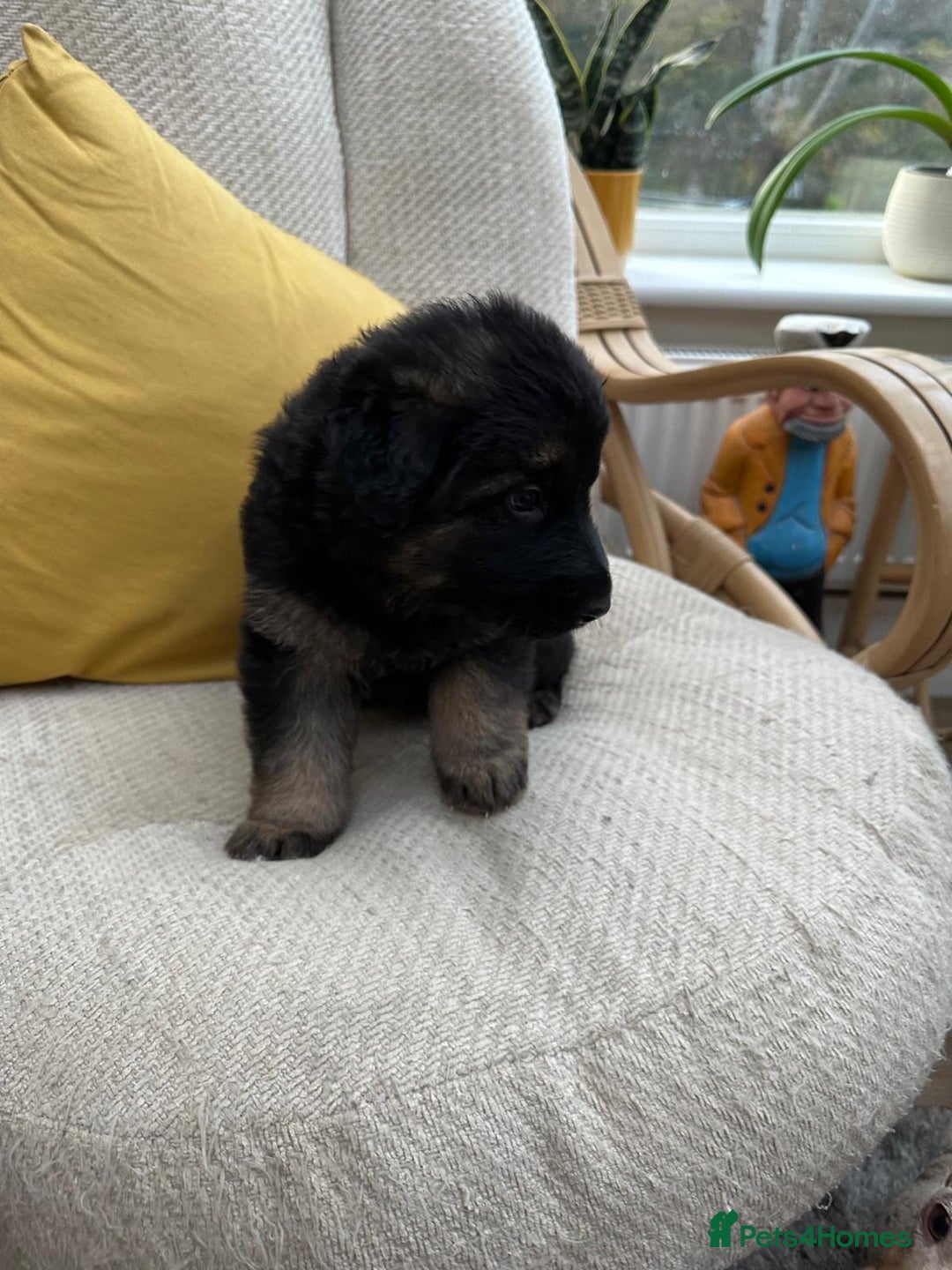 German Shepherd dogs for sale: GSD puppies - Advert 22