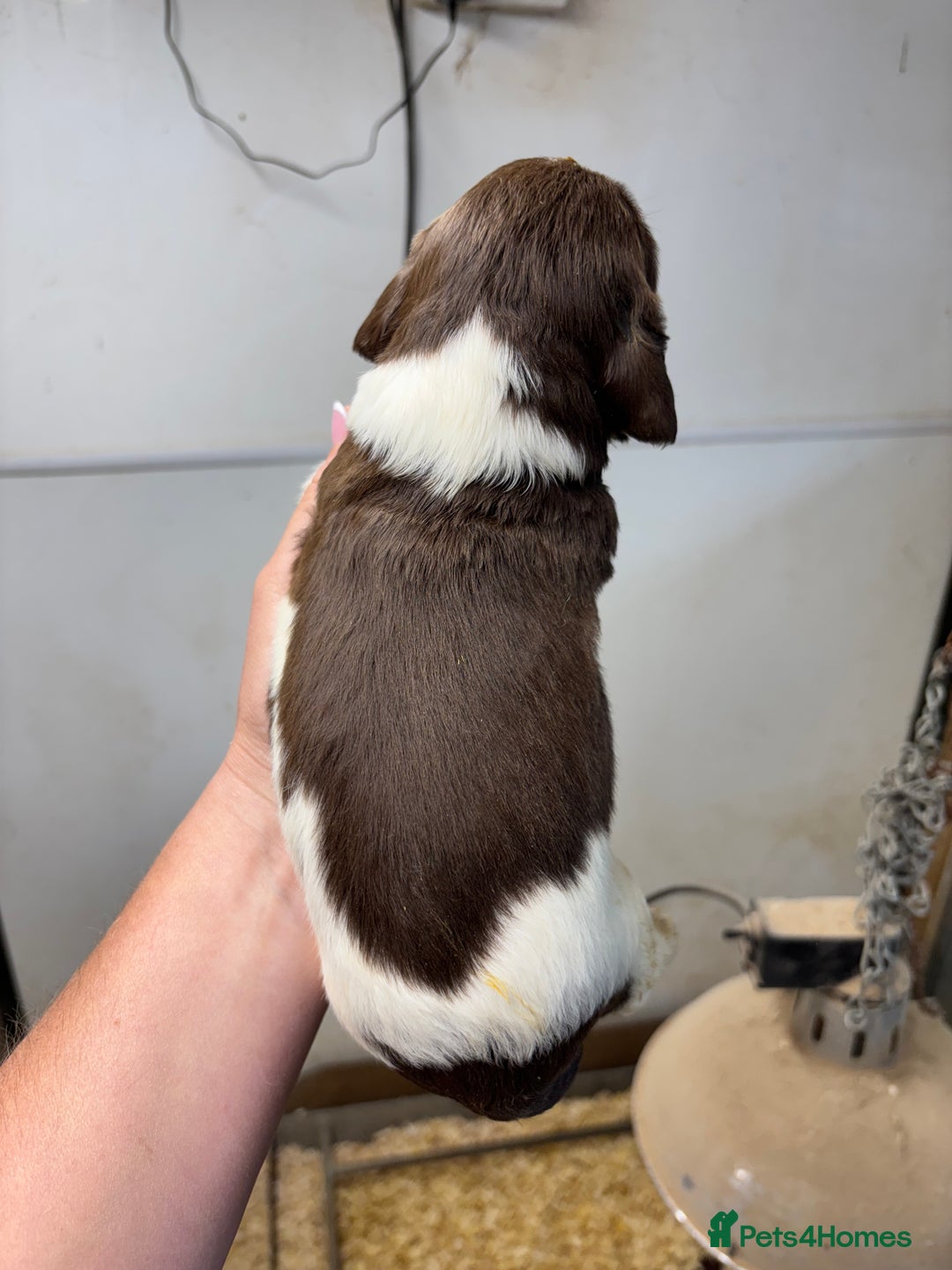 English Springer Spaniel dogs for sale: Springer Spaniel Puppies  - Image 20