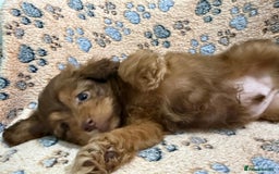 Mixed Breed dogs for sale: Beautiful cavapoopoms looking for forever homes  - Image 4
