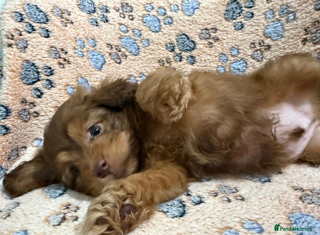 Mixed Breed dogs for sale: Beautiful cavapoopoms looking for forever homes  - Image 4