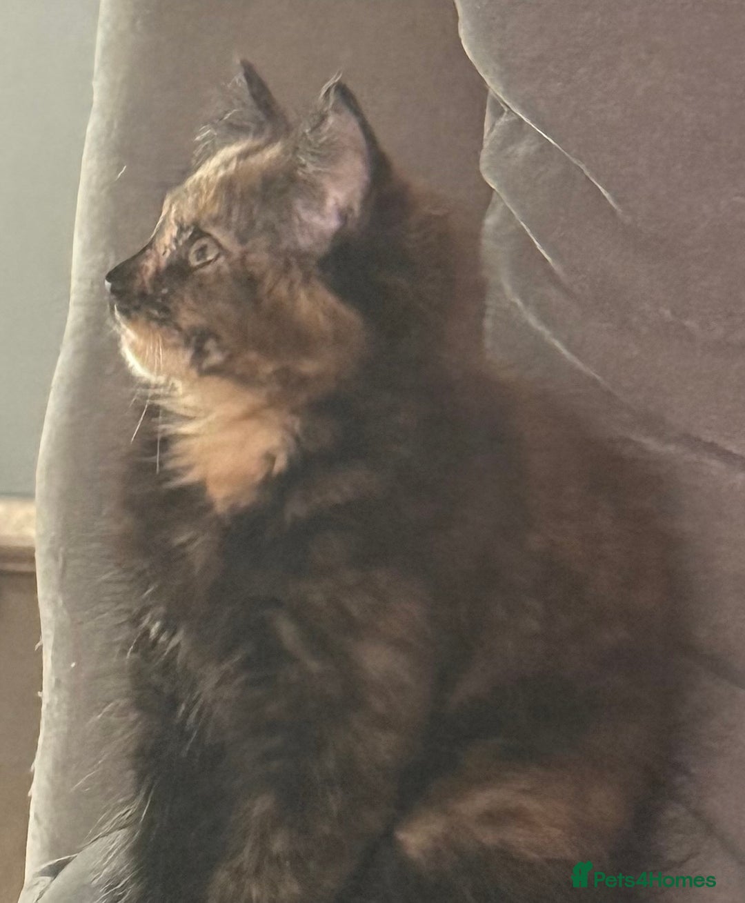 Mixed Breed cats for sale: Very cute little and friendly kitten - Image 2