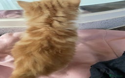 Mixed Breed cats for sale: 4 beautiful boy kittens  - Image 14