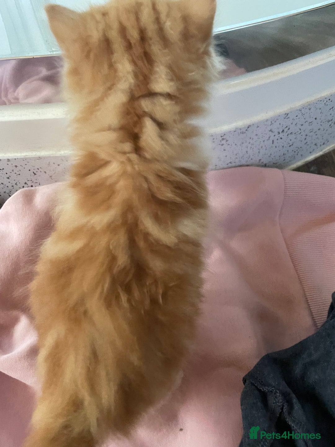 Mixed Breed cats for sale: 4 beautiful boy kittens  - Image 14